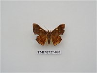 藏品(尺蛾282)的圖片